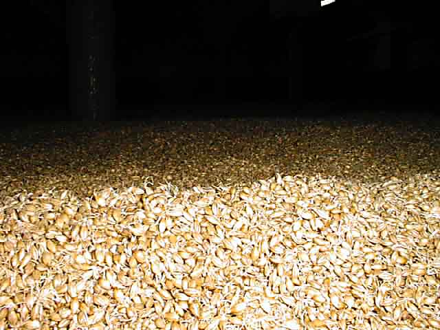 BARLEY