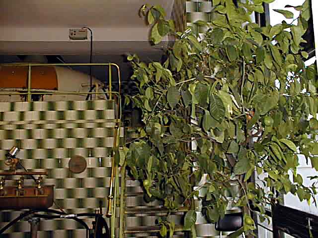 tour_brew04.jpg (46910 bytes)