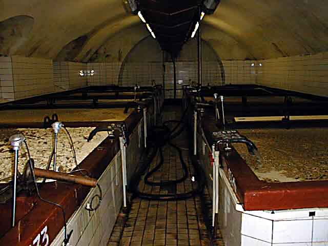 MALT